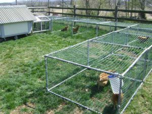 15 Ideas to Build A DIY Backyard Chicken Tunnel