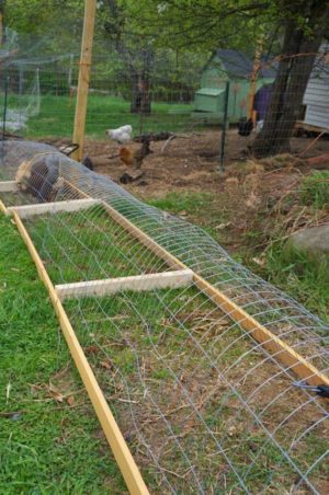 15 Ideas to Build A DIY Backyard Chicken Tunnel