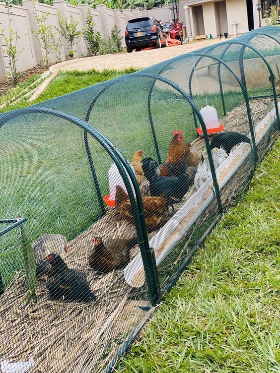 How to Make a Chicken Tunnel - DIY Chicken Garden Run Tunnel